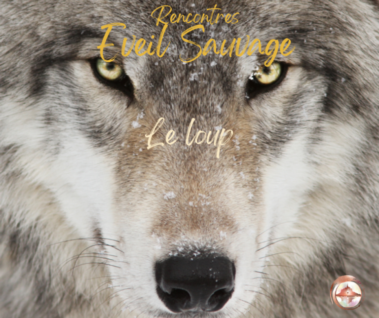 Image représentant la face d'un loup